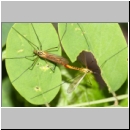 Nephrotoma sp - Schnake w07 Paarung.jpg